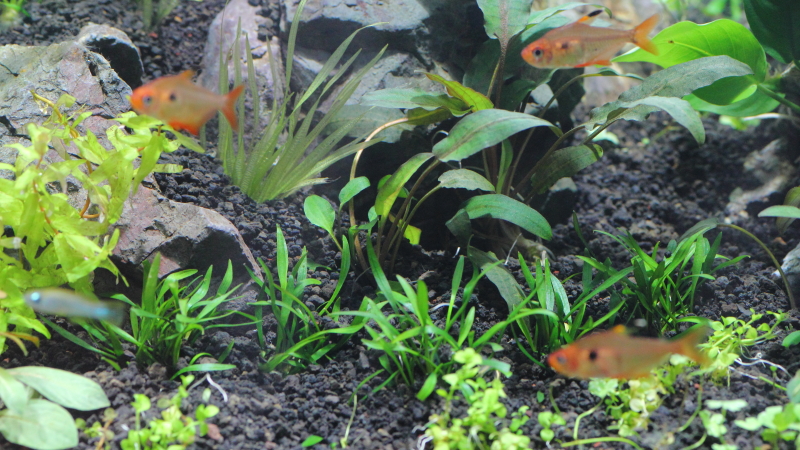 植栽1日目　クリプトコリネ ルーケンス